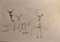 mule deer drawing