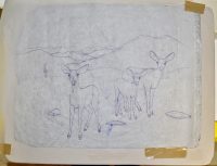 mule deer drawing