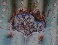 Photo of two owls in saguaro