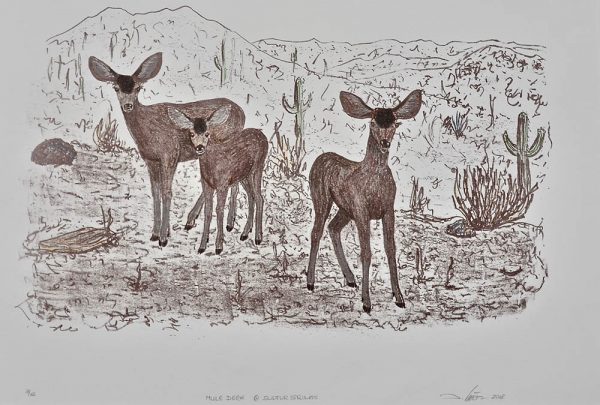 mule deer lithograph Fine Art Prints